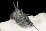 Huge, Devil Horned Cyphaspis Walteri Trilobite #160942-4